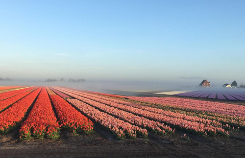 Beste Zeit - Keukenhof