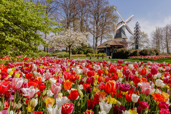 Der Keukenhof ist eine Institution mit langer Historie