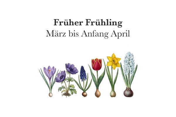 Blühkalender Keukenhof früher Frühling - Krokusse, Anemonen, Traubenhyazinthen, frühe Tulpen, Narzissen und Hyazinthen