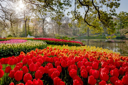 Keukenhof bei Amsterdam - Farbenfrohe Tulpenpracht