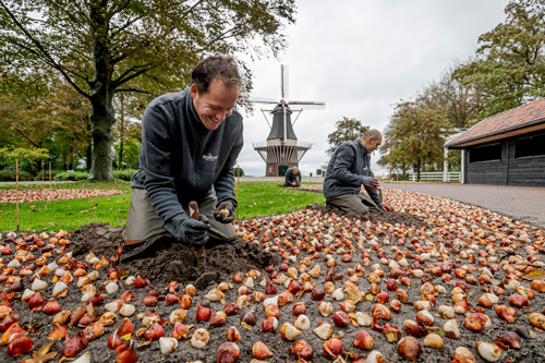 Der schönste Lohn für die Gärtner: Groß und klein erfreuen sich an den Tulpen