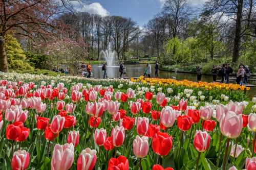 Die Tulpen im Keukenhof blühen in vielen prächtigen Farben