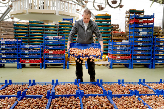 Tulpenzwiebeln einfach nachhause liefern lassen